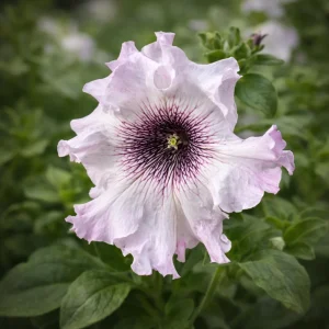 Petunia Triumph Mix Seeds - 20 Count Multicolor Ruffled Flower Seeds - Image 4