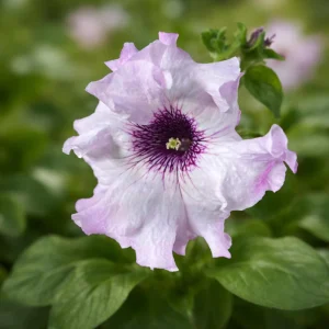 Petunia Triumph Mix Seeds - 20 Count Multicolor Ruffled Flower Seeds - Image 5