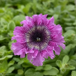 Petunia Triumph Mix Seeds - 20 Count Multicolor Ruffled Flower Seeds - Image 7