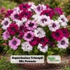 Petunia Triumph Mix Seeds - 20 Count Multicolor Ruffled Flower Seeds - Image 1