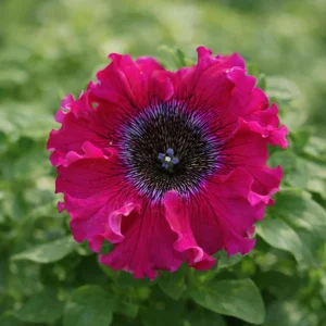 Petunia Triumph Mix Seeds - 20 Count Multicolor Ruffled Flower Seeds - Image 8