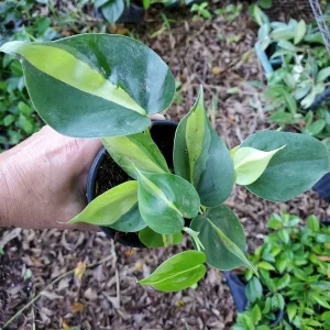 Philodendron Brasil Live Plant - 4 inch Pot - Indoor Vining Houseplant - Image 2