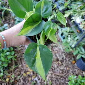 Philodendron Brasil Live Plant - 4 inch Pot - Indoor Vining Houseplant - Image 3