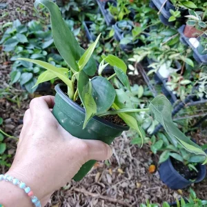 Philodendron Brasil Live Plant - 4 inch Pot - Indoor Vining Houseplant - Image 4