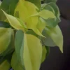 Philodendron Brasil Live Plant - 4 inch Pot - Indoor Vining Houseplant - Image 1
