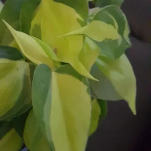 Philodendron Brasil Live Plant - 4 inch Pot - Indoor Vining Houseplant - Image 1