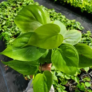 Philodendron Hederaceum Green Heartleaf Live Plant - Tropical Vine Indoor/Outdoor - Image 2