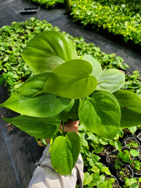 Philodendron Hederaceum Green Heartleaf Live Plant - Tropical Vine Indoor/Outdoor - Image 2