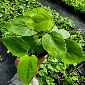 Philodendron Hederaceum Green Heartleaf Live Plant - Tropical Vine Indoor/Outdoor - Image 3