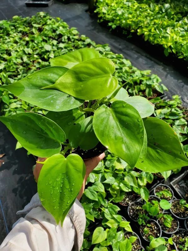 Philodendron Hederaceum Green Heartleaf Live Plant - Tropical Vine Indoor/Outdoor - Image 3