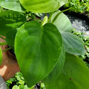 Philodendron Hederaceum Green Heartleaf Live Plant - Tropical Vine Indoor/Outdoor - Image 1