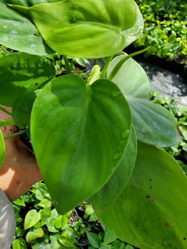 Philodendron Hederaceum Green Heartleaf Live Plant - Tropical Vine Indoor/Outdoor - Image 1