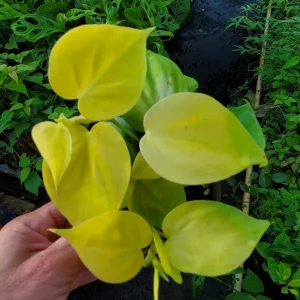 Philodendron Hederaceum Lemon Lime Heartleaf Live Plant 4