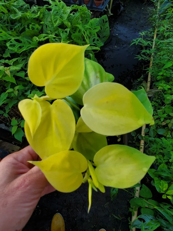 Philodendron Hederaceum Lemon Lime Heartleaf Live Plant 4" Pot Indoor/Outdoor - Image 2