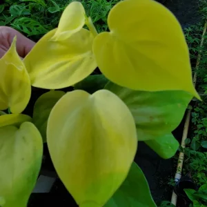 Philodendron Hederaceum Lemon Lime Heartleaf Live Plant 4