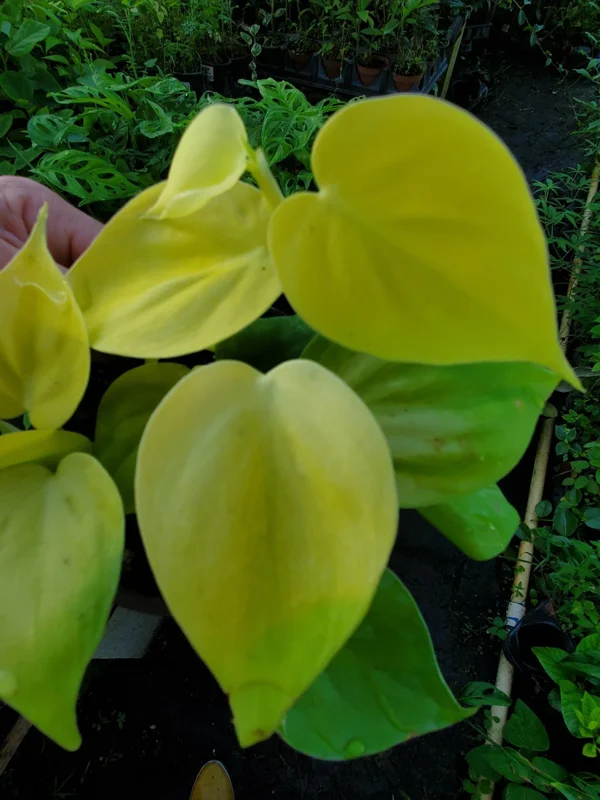 Philodendron Hederaceum Lemon Lime Heartleaf Live Plant 4" Pot Indoor/Outdoor - Image 3