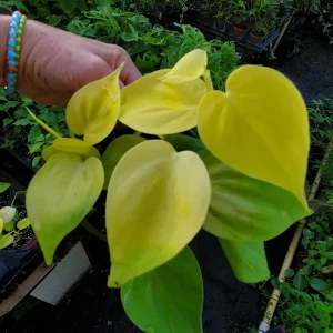 Philodendron Hederaceum Lemon Lime Heartleaf Live Plant 4