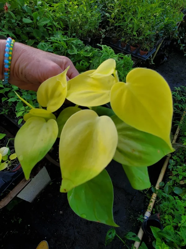 Philodendron Hederaceum Lemon Lime Heartleaf Live Plant 4" Pot Indoor/Outdoor - Image 4