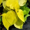 Philodendron Hederaceum Lemon Lime Heartleaf Live Plant 4" Pot Indoor/Outdoor - Image 1