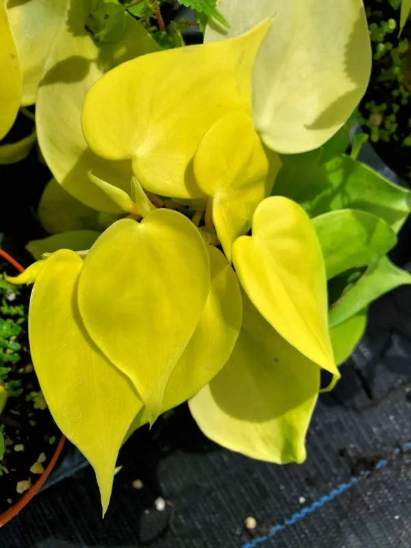 Philodendron Hederaceum Lemon Lime Heartleaf Live Plant 4" Pot Indoor/Outdoor - Image 1