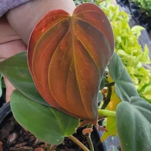 Philodendron Micans Live Plant - Velvet Leaf Bronze Vine - 4 inch Pot - Image 1