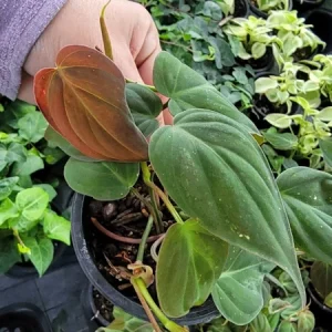 Philodendron Micans Live Plant - Velvet Leaf Bronze Vine - 4 inch Pot - Image 3