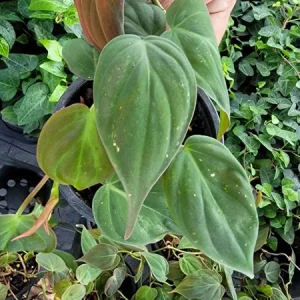 Philodendron Micans Velvet Leaf Bronze Vine Live Plant – 4 inch Potted Houseplant - Image 2