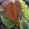 Philodendron Micans Velvet Leaf Bronze Vine Live Plant – 4 inch Potted Houseplant - Image 1