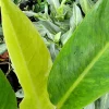 Philodendron Painted Lady Live Plant – 4 Inch Potted Houseplant – Variegated Green Foliage - Image 1