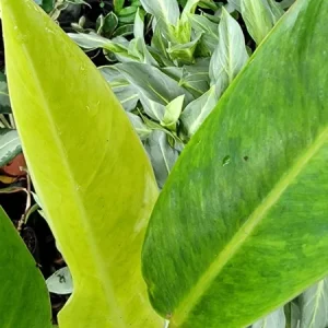 Philodendron Painted Lady Live Plant – 4 Inch Potted Houseplant – Variegated Green Foliage - Image 1