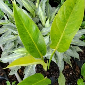 Philodendron Painted Lady Live Plant – 4 Inch Potted Houseplant – Variegated Green Foliage - Image 2