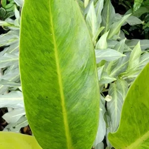 Philodendron Painted Lady Live Plant – 4 Inch Potted Houseplant – Variegated Green Foliage - Image 3