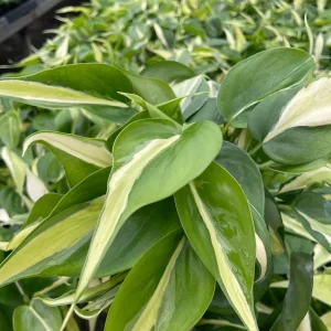 Philodendron Silver Stripe Live Plant – 3in Pot – Indoor Foliage - Image 2
