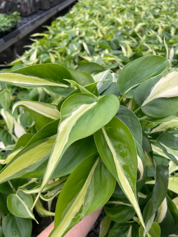 Philodendron Silver Stripe Live Plant – 3in Pot – Indoor Foliage - Image 2