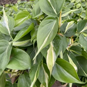 Philodendron Silver Stripe Live Plant – 3in Pot – Indoor Foliage - Image 3