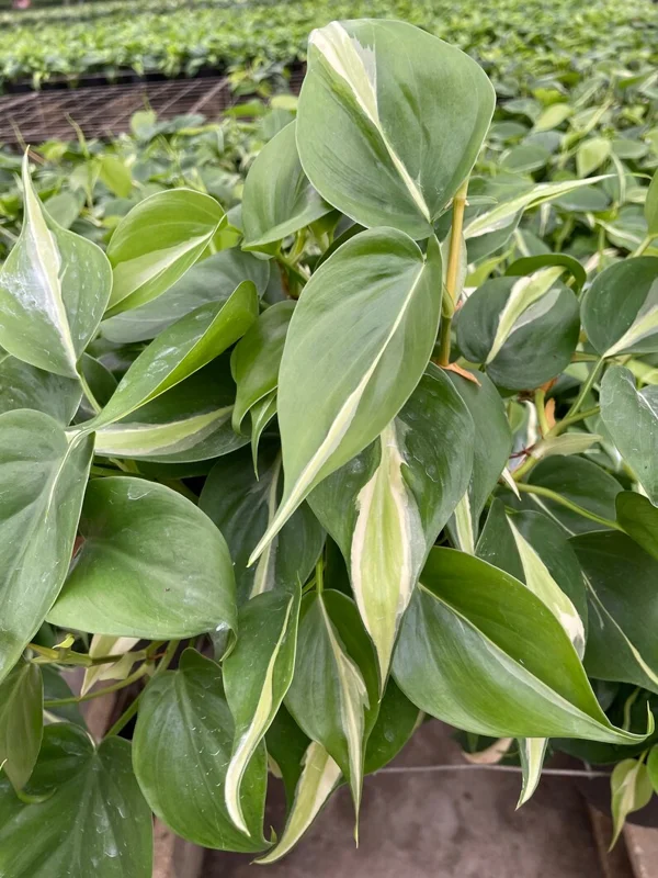 Philodendron Silver Stripe Live Plant – 3in Pot – Indoor Foliage - Image 3