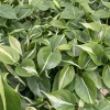 Philodendron Silver Stripe Live Plant – 3in Pot – Indoor Foliage - Image 1