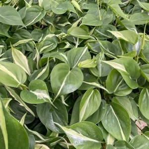 Philodendron Silver Stripe Live Plant – 3in Pot – Indoor Foliage - Image 1
