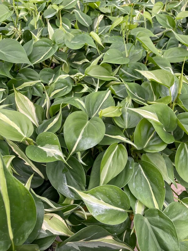 Philodendron Silver Stripe Live Plant – 3in Pot – Indoor Foliage - Image 1