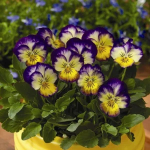 Picotee Viola Seeds - 25 Seeds - Cold Resistant Pansy Seeds for Garden & Containers - Image 10