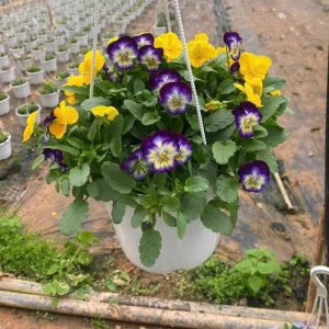 Picotee Viola Seeds - 25 Seeds - Cold Resistant Pansy Seeds for Garden & Containers - Image 11