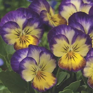 Picotee Viola Seeds - 25 Seeds - Cold Resistant Pansy Seeds for Garden & Containers - Image 12