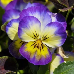 Picotee Viola Seeds - 25 Seeds - Cold Resistant Pansy Seeds for Garden & Containers - Image 13