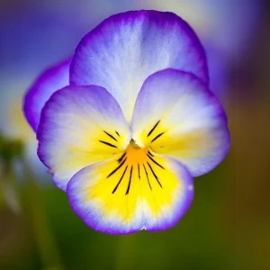 Picotee Viola Seeds - 25 Seeds - Cold Resistant Pansy Seeds for Garden & Containers - Image 14
