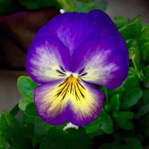 Picotee Viola Seeds - 25 Seeds - Cold Resistant Pansy Seeds for Garden & Containers - Image 2