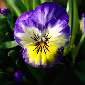 Picotee Viola Seeds - 25 Seeds - Cold Resistant Pansy Seeds for Garden & Containers - Image 3