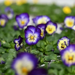 Picotee Viola Seeds - 25 Seeds - Cold Resistant Pansy Seeds for Garden & Containers - Image 4