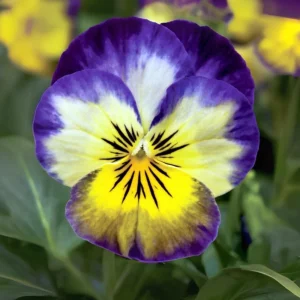 Picotee Viola Seeds - 25 Seeds - Cold Resistant Pansy Seeds for Garden & Containers - Image 5