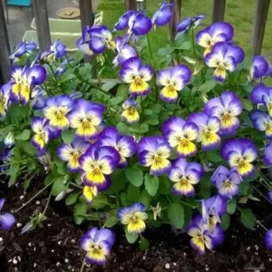 Picotee Viola Seeds - 25 Seeds - Cold Resistant Pansy Seeds for Garden & Containers - Image 6
