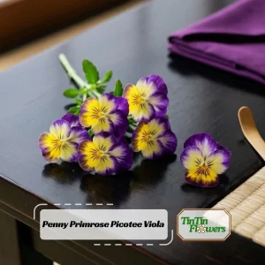 Picotee Viola Seeds - 25 Seeds - Cold Resistant Pansy Seeds for Garden & Containers - Image 1